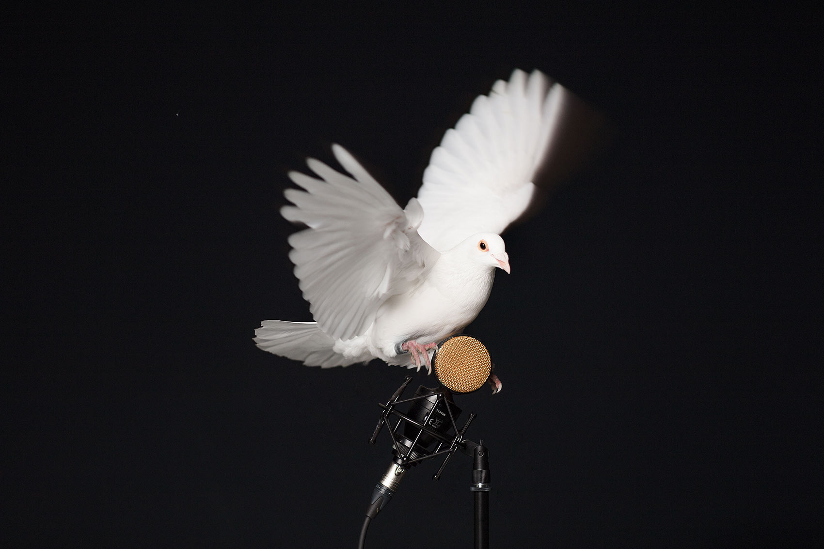 3-Taube-Eilichmann-HP