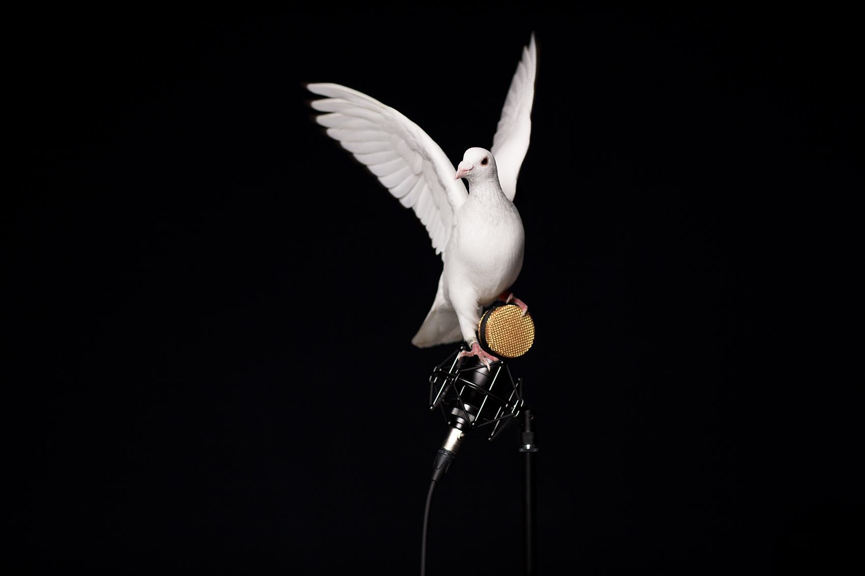 4-Taube-Eilichmann-HP